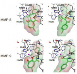 Best docking poses for hit compounds 3 and 6 at the Zn2+ binding site of MMP-8 and MMP-9